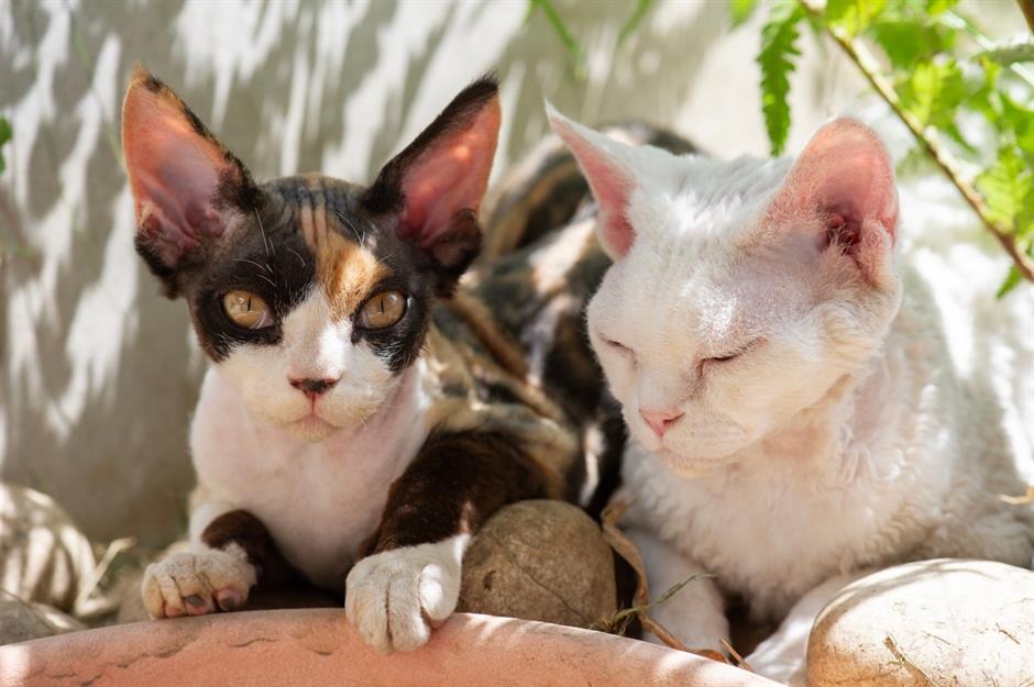 2. Devon Rex: $2,500 (£1.8k) to $5,000 (£3.7k)